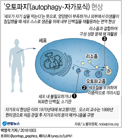 <그래픽> '오토파지'(autophagy·자가포식) 현상