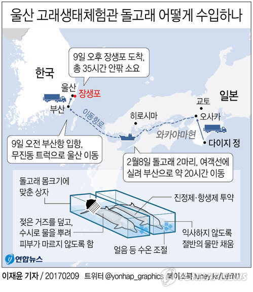 '동물학대' 논란·반발에도 울산남구 돌고래 수입 강행(종합) - 1