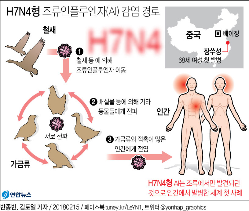 [그래픽] 중국인 세계 첫 'H7N4형 조류인플루엔자' 감염