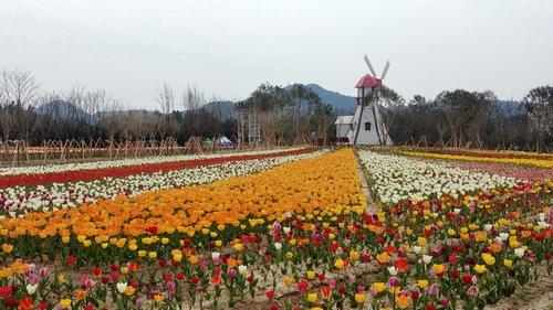 This file photo, provided by the southwestern county of Shinan, shows tulips planted for the 2019 blossom festival. (PHOTO NOT FOR SALE) (Yonhap) 
