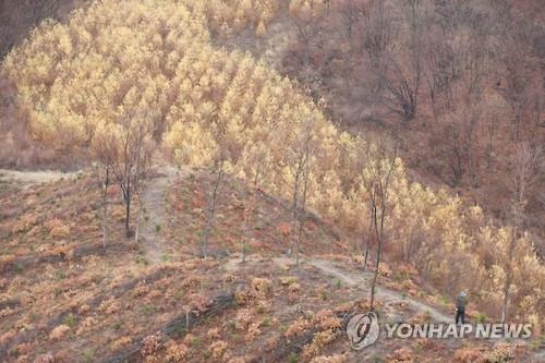 <걷고 싶은 길> 최북단 숲길 양구 펀치볼 둘레길 - 3