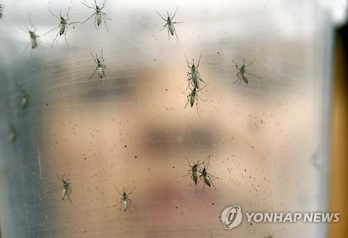 소두증 바이러스 아시아에도 '불똥'…아시아 8개국에 '경고등' - 3