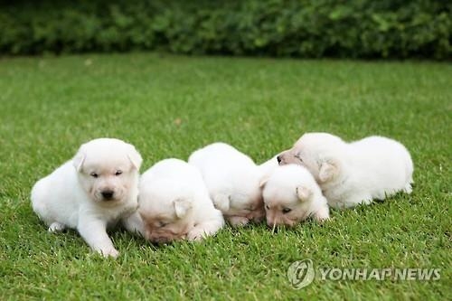 '강아지파' 오바마·'고양이파' 차이잉원…정상들의 반려동물 - 4