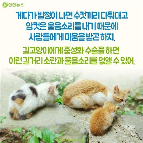 <카드뉴스> "나 수술받는다, 냥!"…길고양이의 서울살이 애환 - 11