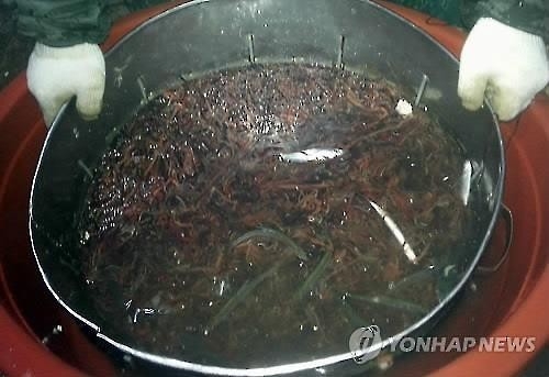 <고침> 지방(봄철 한강 어민 울리는…) - 2