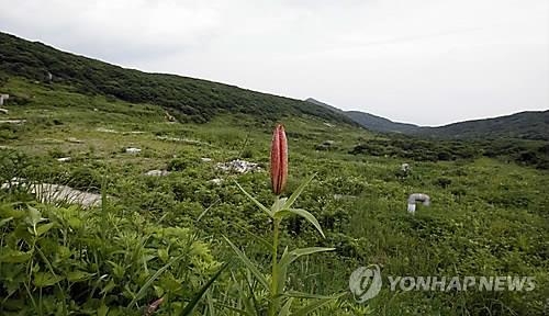 인제 대암산 용늪 생태탐방로 설치 올해 마무리 - 2