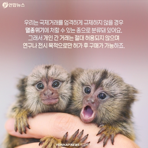 <카드뉴스> 밀매직전 구출된 아기 원숭이 이야기 - 6