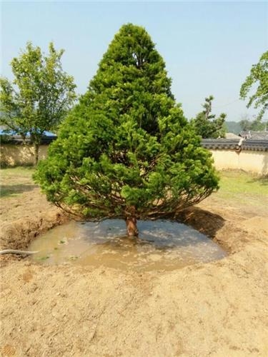 반기문 총장 하회마을 찾아 심는 나무는 '주목(朱木)'(종합) - 2