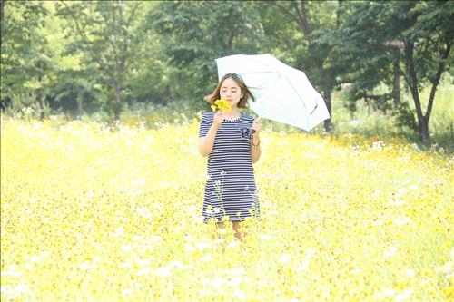 <카메라뉴스> 진안 생태공원 금계국 금빛 물결 - 3