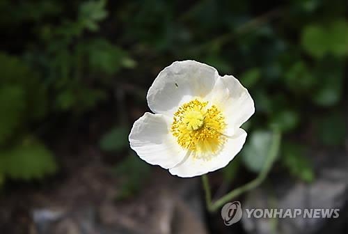 강변도로에 마약 양귀비 꽃길 만든 안동시 - 2