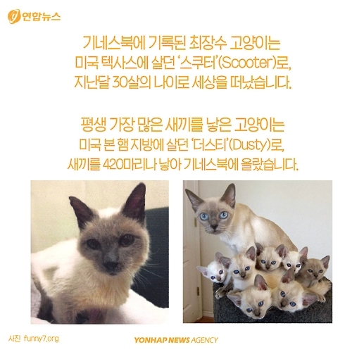 <카드뉴스> 고양이에 대해 모르고 있던 사실 '7가지' - 7