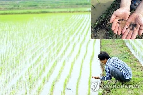 "친환경농법 덕분"…정읍서 긴꼬리투구새우 대량 서식 - 3