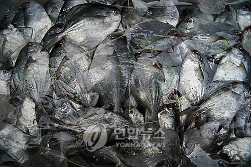 '金병어·銀밴댕이'…안 잡히는 제철 생선 값 껑충 - 2