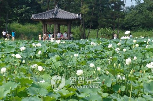 '국내 최대 연꽃 서식지'…김제 하소백련축제 8일 개막 - 2