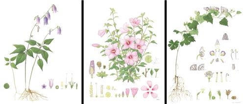 국립수목원 "사진보다 생생한 야생화 그림 감상하세요" - 2
