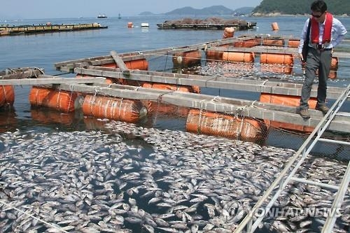 경남 남해안 양식장 '폭염' 피해 146만 마리로 늘어 - 2