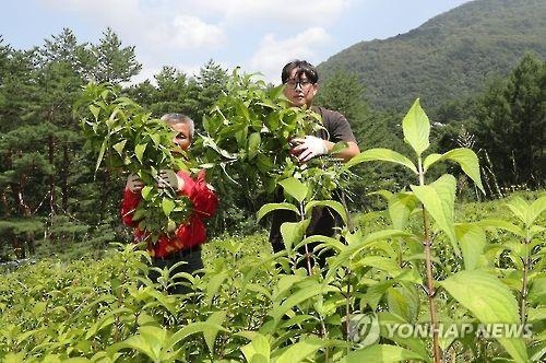 '설탕과의 전쟁 속'…당도 설탕 1천 배 '감로차' 주목 - 3