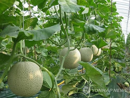 '수박보다 단 삼례 멜론' 5.6t 홍콩 수출길 - 2