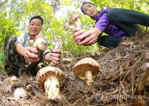 야생 송이버섯 [연합뉴스 자료사진]