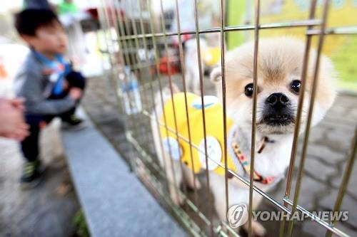 '이렇게 예쁜데'…서울 공원서 유기견과 산책 어때요? - 1