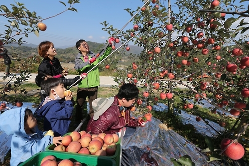 "사과 따러 오세요"…무주 '사과축제' 29일 열려 - 2