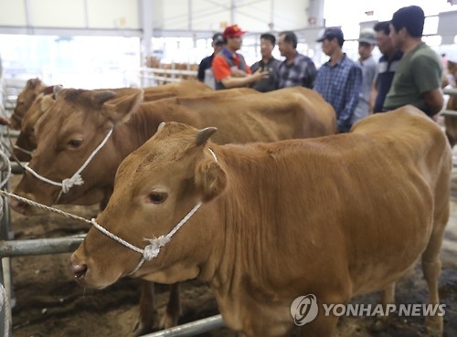 얼어붙은 한우 시장.
