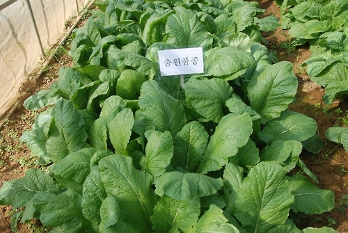 여수 돌산갓 '알싸미'
