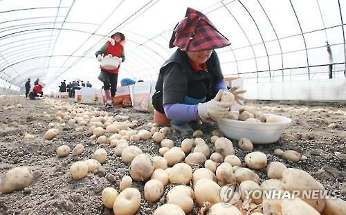지리적표시 증명표장에 등록된 '부안감자'