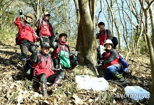 고로쇠 수액 채취