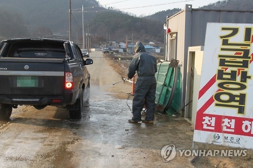 구제역 농장 항체형성률 고작 19%…백신접종·관리 부실했나 - 1