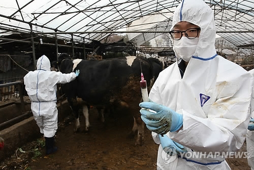 구제역 농장 항체형성률 고작 19%…방역당국 그동안 뭐했나(종합) - 3