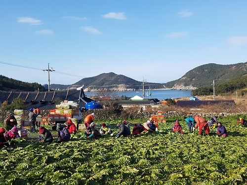 완도 청산도에서 봄동배추 수확 한창
