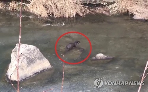 용평리조트 내 하천서 관찰된 수달