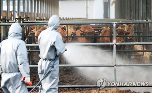 항체율 형편없이 낮더니…충북 보은서 또 구제역 의심신고(종합) - 1
