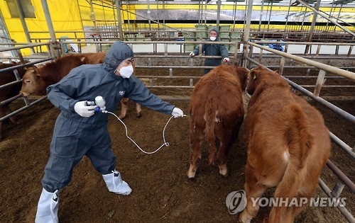 백신부족…구제역 발생 충북 소 4마리중 3마리 A형 '무방비' - 1