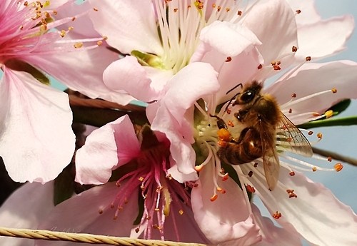 12일 세종특별자치시 연동면 김기필 씨 시설 하우스에서 벌 한 마리가 활짝 핀 복숭아꽃 위에 앉아 있다.