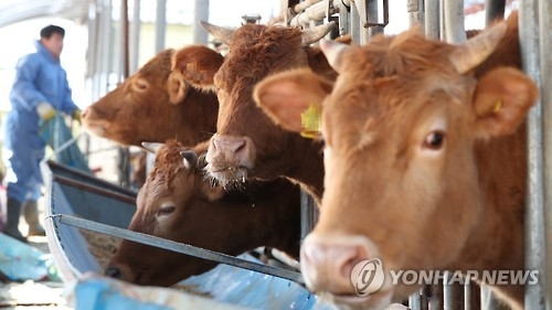 AI·브루셀라·구제역 대규모 발생…가축질병 '진앙'된 충북 - 1