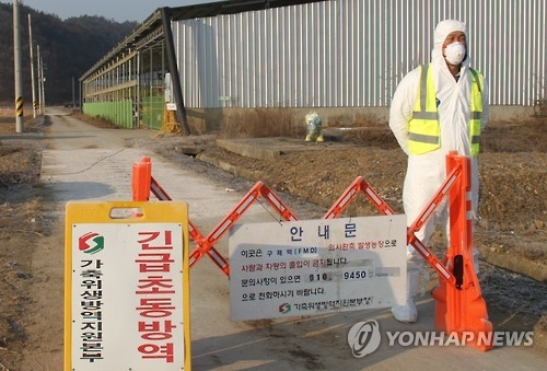 구제역 A형 백신 부족, 최악 면했지만…한달가량 무방비 가능성 - 1