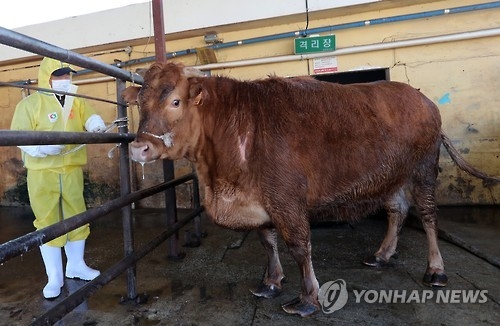 한우 도매가격 5개월새 27% 내렸는데…소비자가격 왜 이러나(종합) - 1