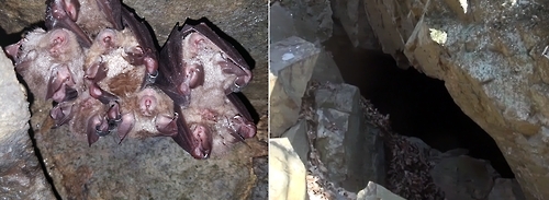 동면하는 박쥐(왼쪽)와 집단 동면 굴(오른쪽) 모습.