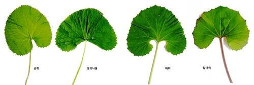 왼쪽부터 곰취(식용)와 동의나물(독초), 머위(식용)와 털머위(독초)