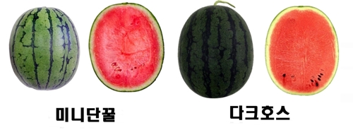 달고 아삭한 수박 2품종