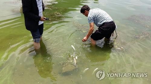 물고기 폐사