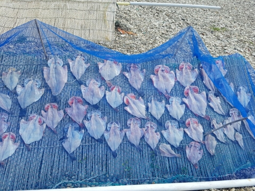넓게 펼쳐서 말린 열기