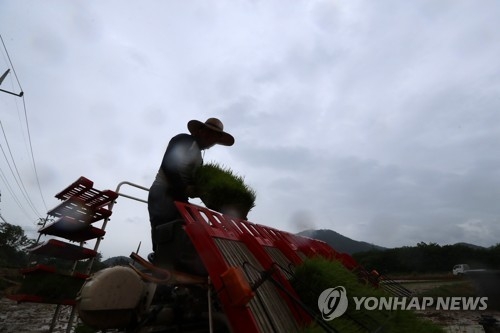 6일 나주 들녘에서 비 맞으며 모내기하는 농민.
