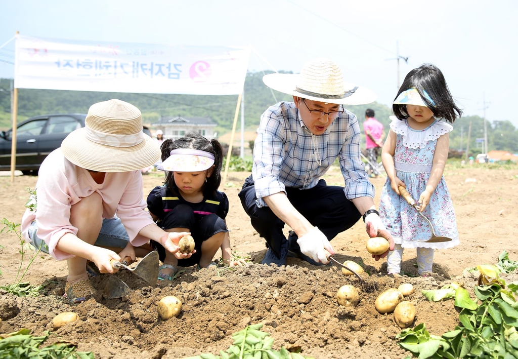 팔봉산 감자축제 감자캐기 체험