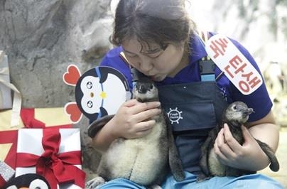 갓 태어난 아프리카 펭귄