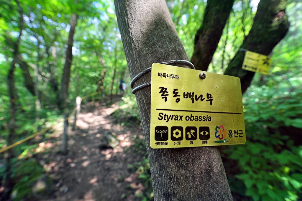 걷는 내내 쪽동백나무, 층층나무, 물푸레나무, 복자기나무 등을 만난다.