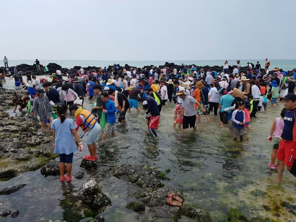 원담 고기잡이 체험(애월읍 제공=연합뉴스)
