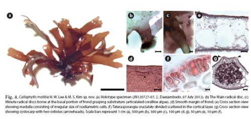 여린붉은잎(가칭·Callophyllis mollitia)